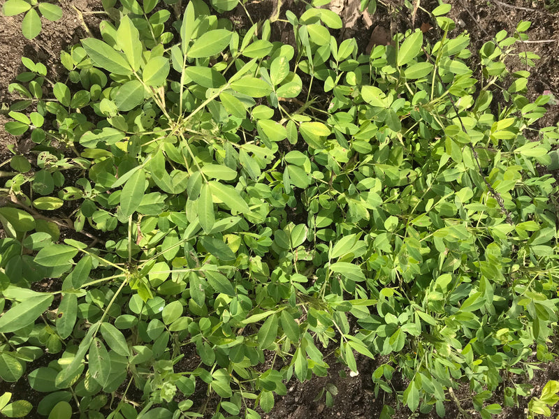 On aperçoit une arachide verte vue du dessus, poussant dans un sol sableux. Les feuilles pennées typiques sont clairement reconnaissables.