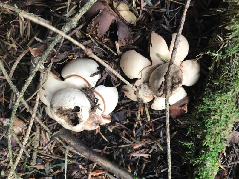 Erdsterne — photo 2 sur 5
