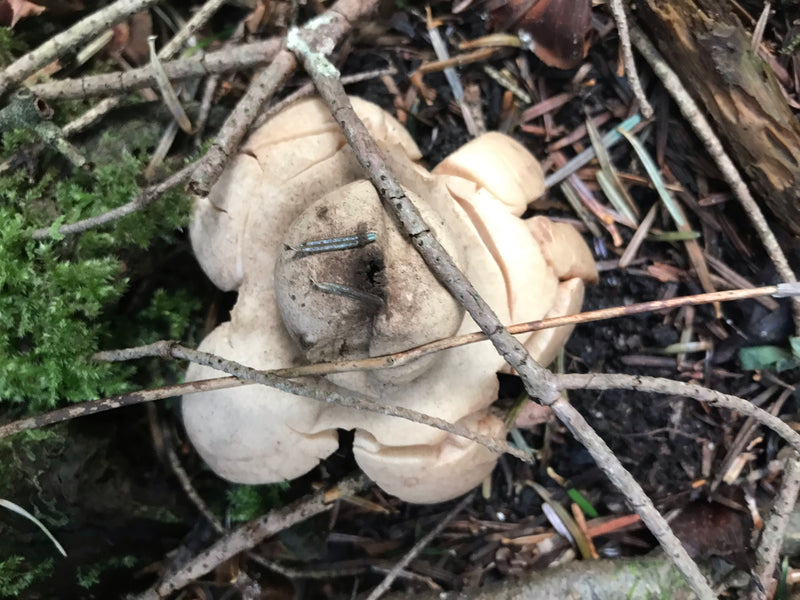 Erdsterne — photo 5 sur 5