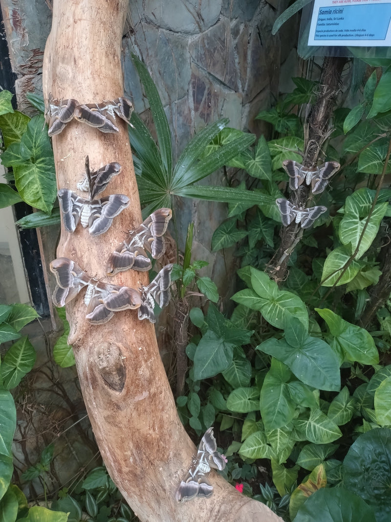 Papillon à soie Eri — Bild 1