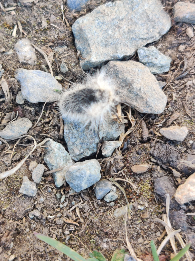Chouette à l'écorce d'aulne — Bild 1