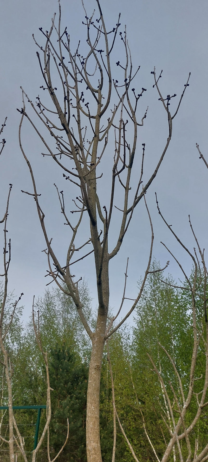 On voit un frêne commun sans feuilles sur un fond de ciel gris. Les bourgeons noirs caractéristiques et les branches ramifiées sont bien visibles.