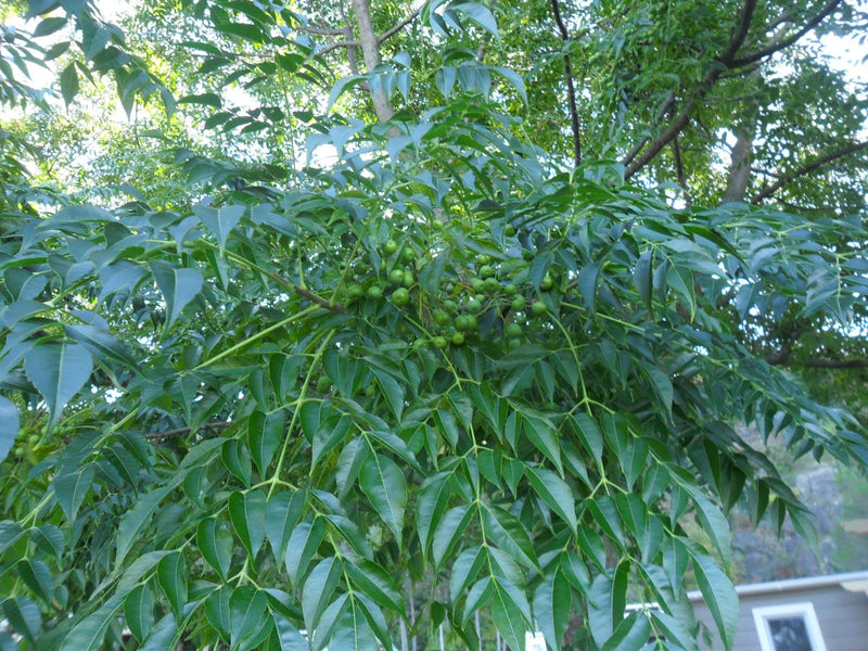 Branches d'un margousier aux feuilles pennées denses et aux fruits verts non mûrs.
