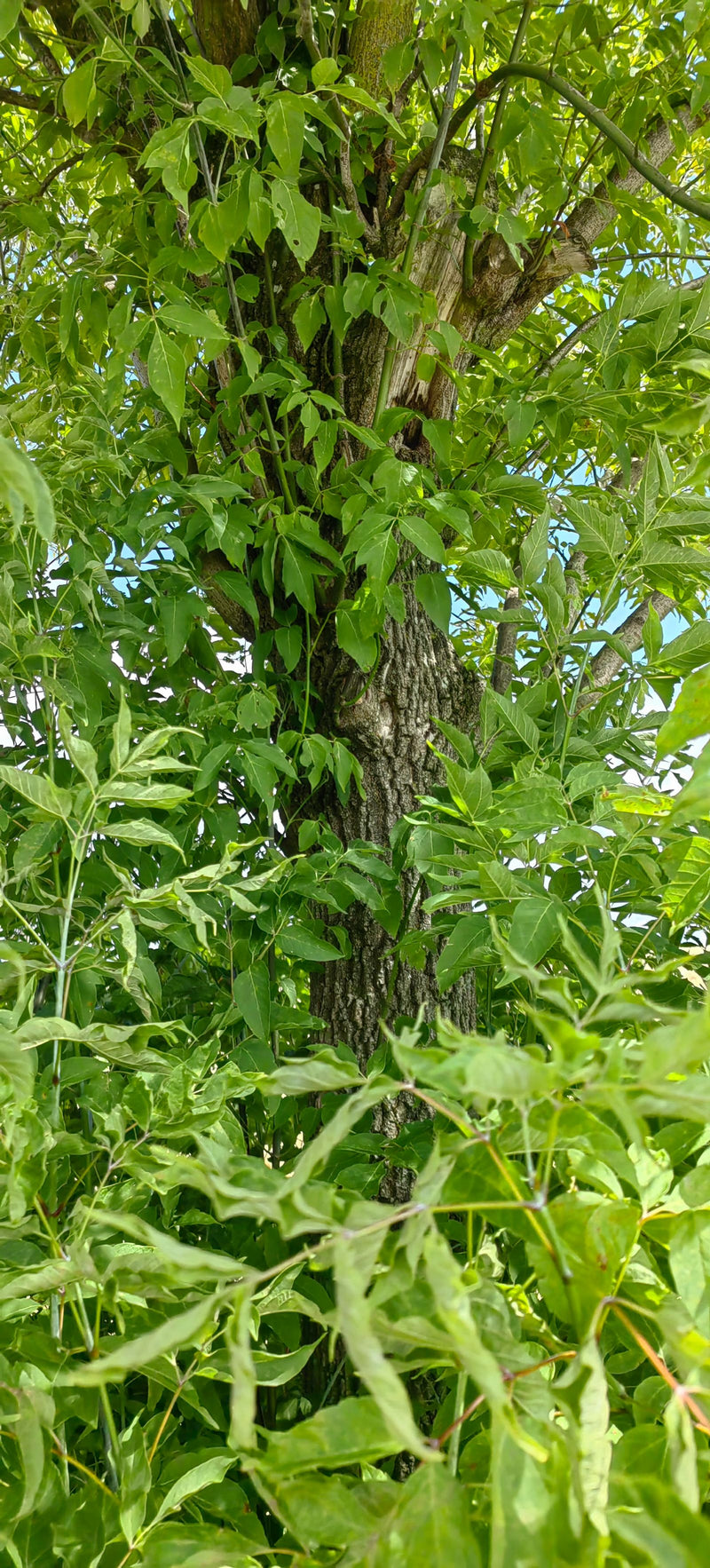 On peut voir le tronc robuste et les feuilles pennées d'un érable negundo. La photo montre l'arbre dans son environnement naturel.