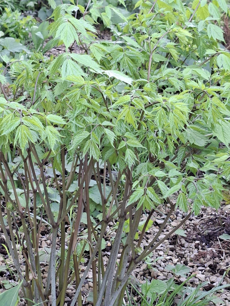 On peut voir un jeune érable negundo avec des feuilles pennées vert clair fraîches et des rameaux gris-violet. La plante pousse sur un sol de gravier.