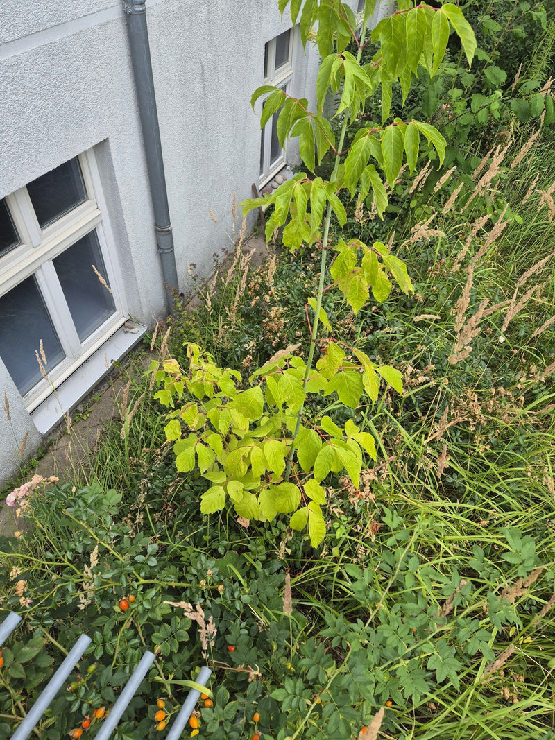 On peut voir un jeune érable negundo avec ses feuilles pennées caractéristiques. Il pousse devant un mur de maison clair au milieu de l'herbe et d'autres pla...