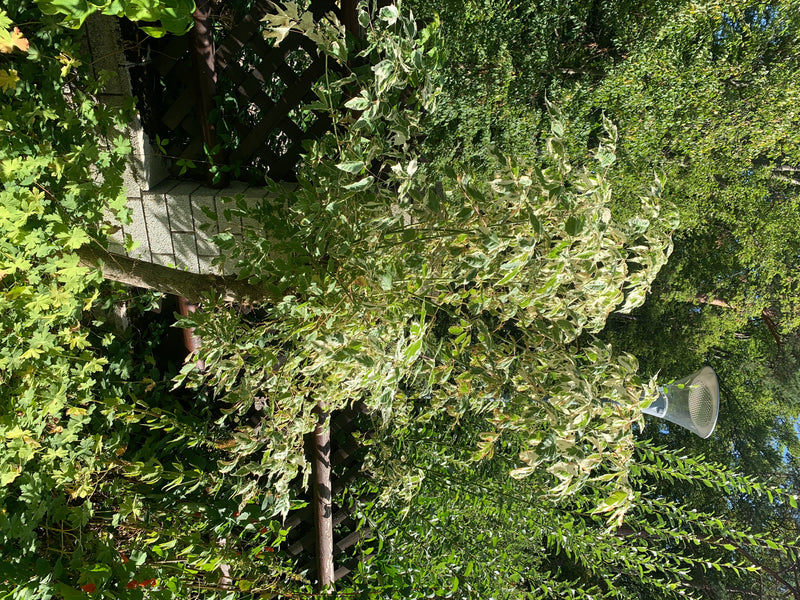 On voit un jeune érable negundo aux feuilles panachées caractéristiques. L'arbre se trouve dans un jardin estival devant une haie.
