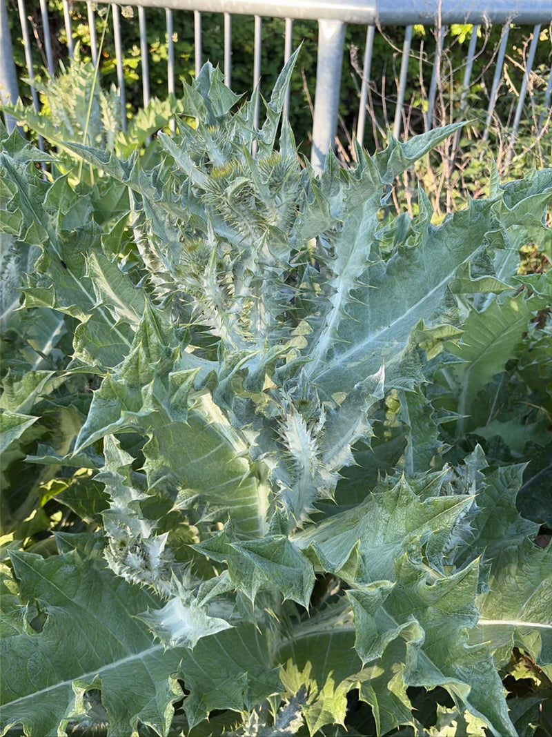 Chardon d'âne — Bild 1