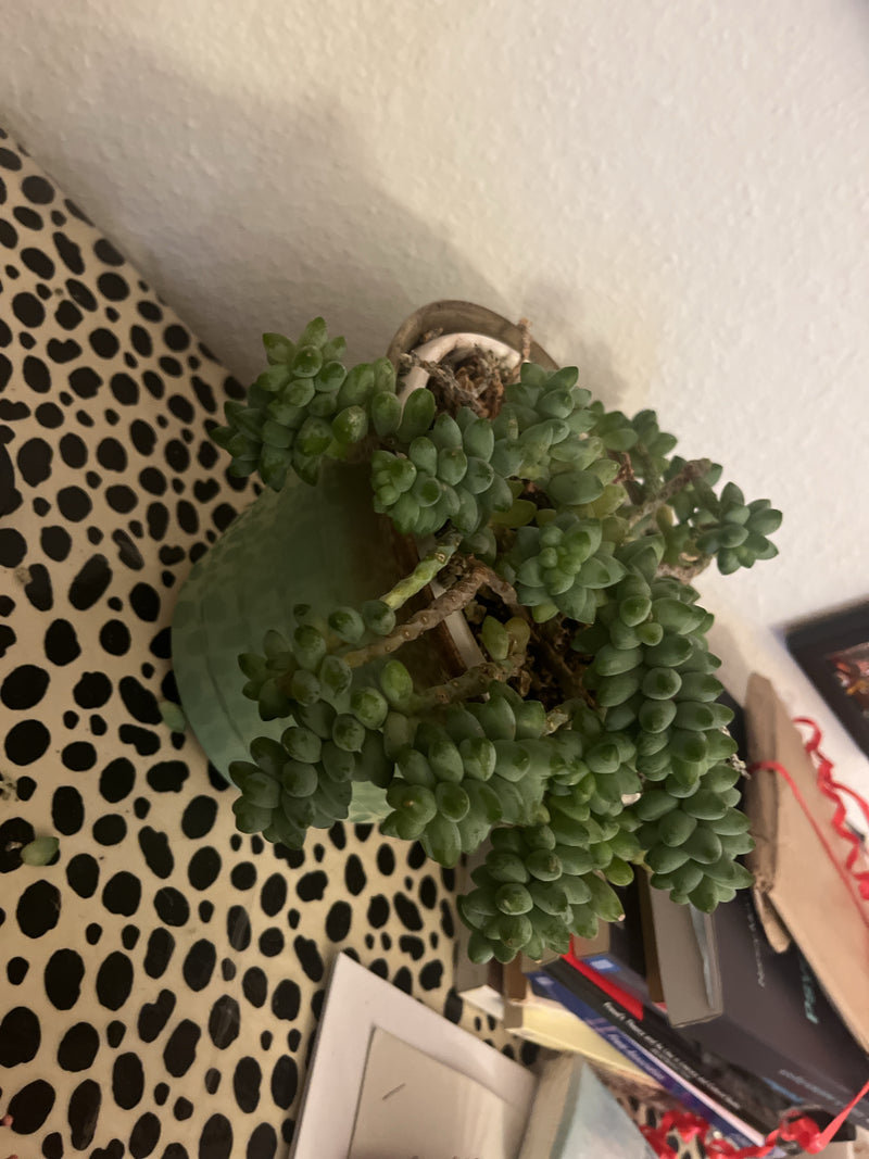 La photo montre un sedum amarante dans un pot de fleurs vu du dessus. Les pousses charnues et densément feuillées dépassent légèrement du bord du récipient.
