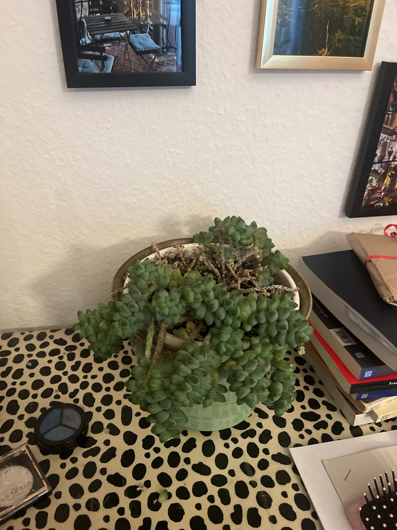 On aperçoit un sedum amarante dans un pot de fleurs posé sur une table à motifs. Les tiges charnues et pendantes de la succulente sont bien visibles.