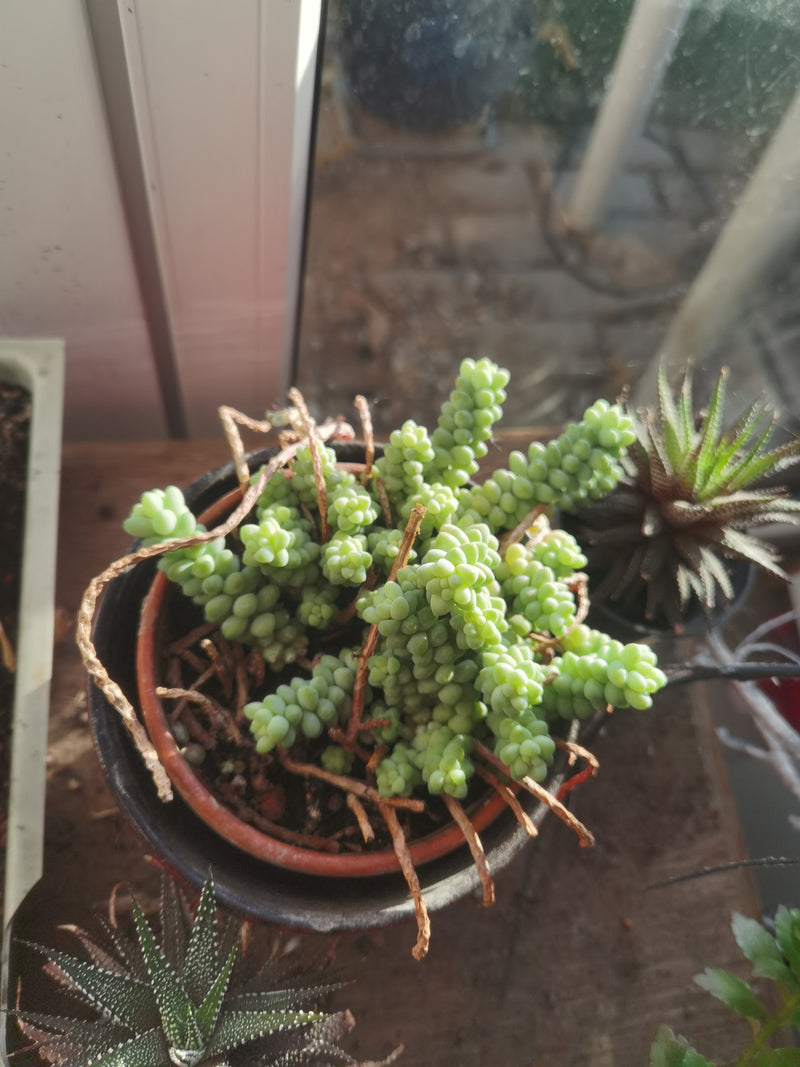 La photo montre une queue de burro en pot. Les feuilles charnues et vert clair pendent le long des tiges.