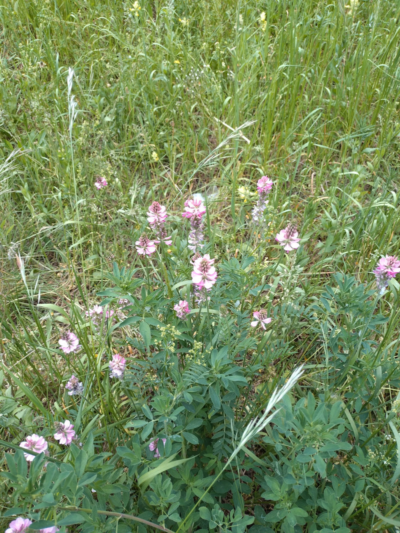 sainfoin — Bild 1