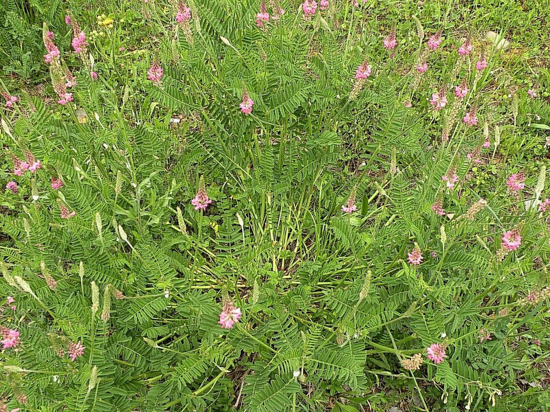 On voit un sainfoin en fleurs avec ses inflorescences roses caractéristiques et ses feuilles pennées dans un pré.
