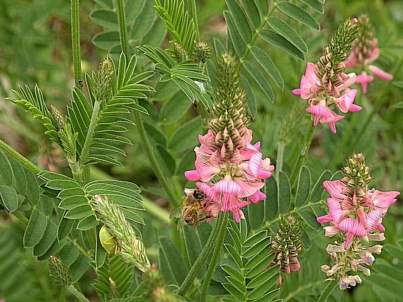 On peut voir des inflorescences roses et des feuilles pennées d'un sainfoin dans un environnement de prairie verte. Une abeille visite l'une des fleurs.