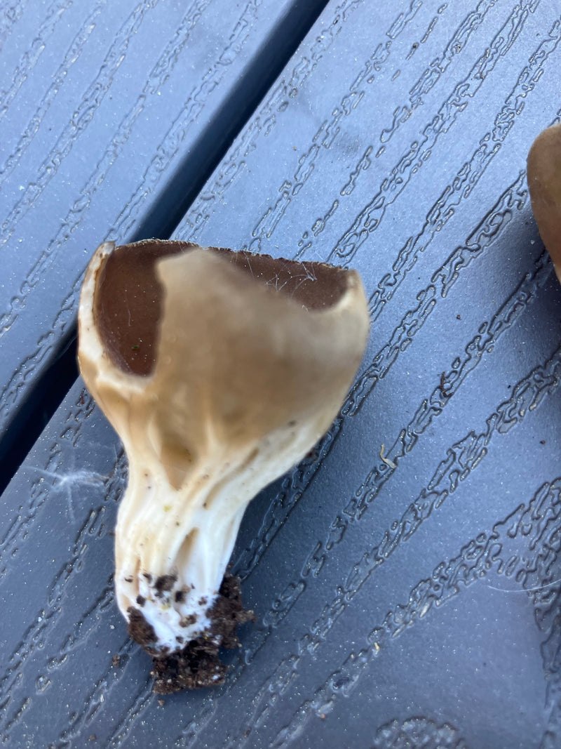 Laurier comestible — Bild 4