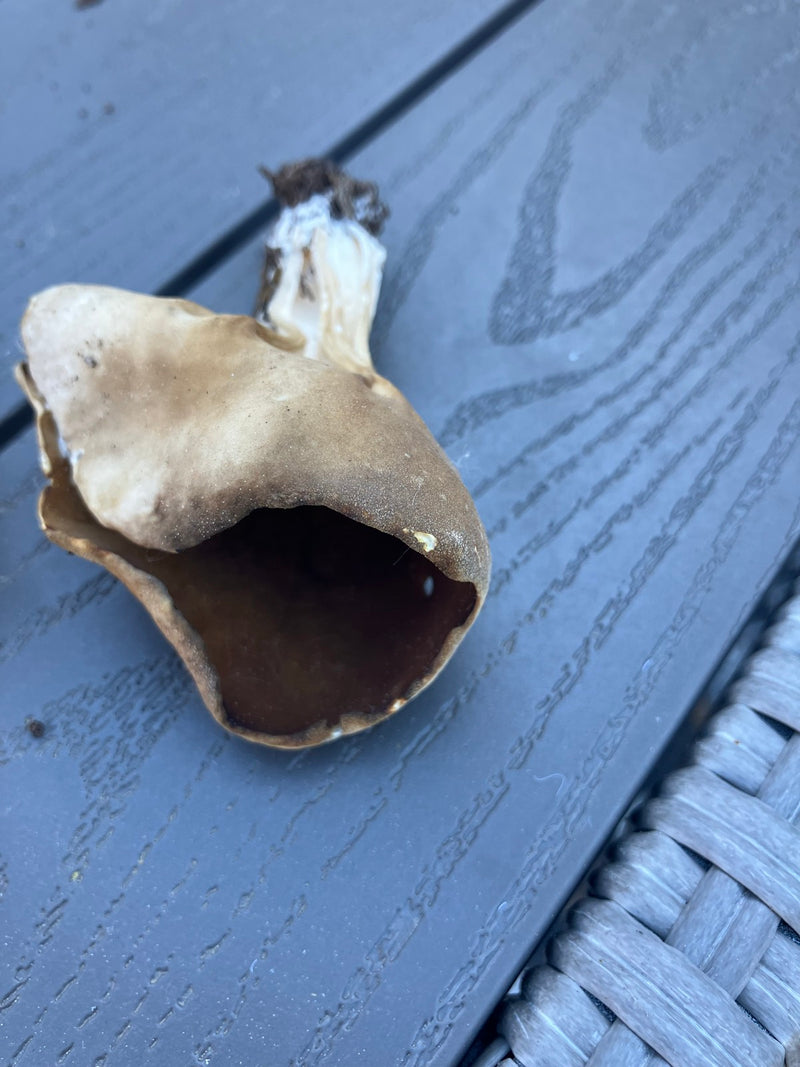 Laurier comestible — Bild 3