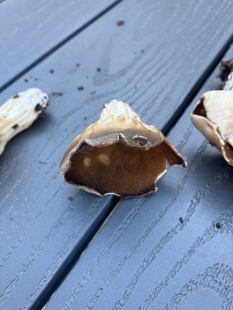 Laurier comestible — Bild 2