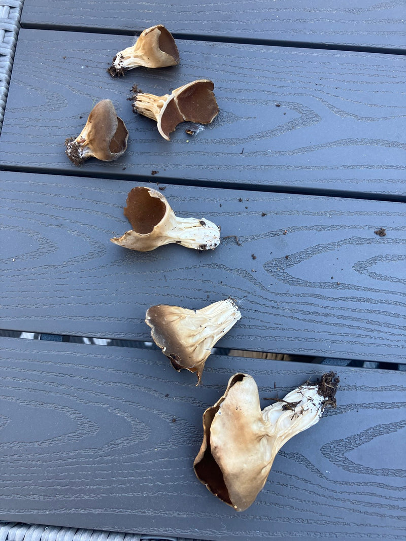 Laurier comestible — Bild 1
