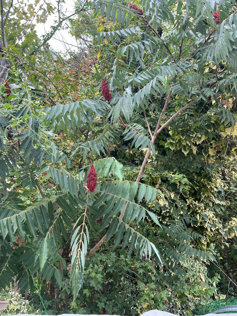 Arbre à vinaigre — Bild 1