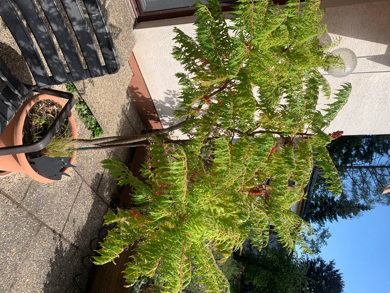 L'image montre un sumac de Virginie dans un pot sur une terrasse. Les feuilles pennées typiques et la forme de croissance sont bien visibles.