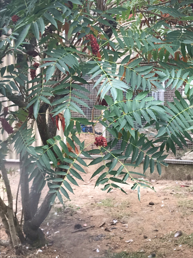 On peut voir un sumac de Virginie avec ses feuilles pennées typiques et ses grappes de fruits rouges dressées. La plante se trouve à l'extérieur devant un gr...