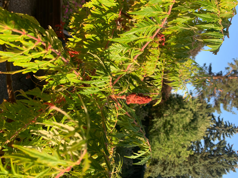 L'image montre un sumac de Virginie avec ses feuilles pennées typiques et un fruit caractéristique. La plante pousse à l'extérieur devant un environnement bo...