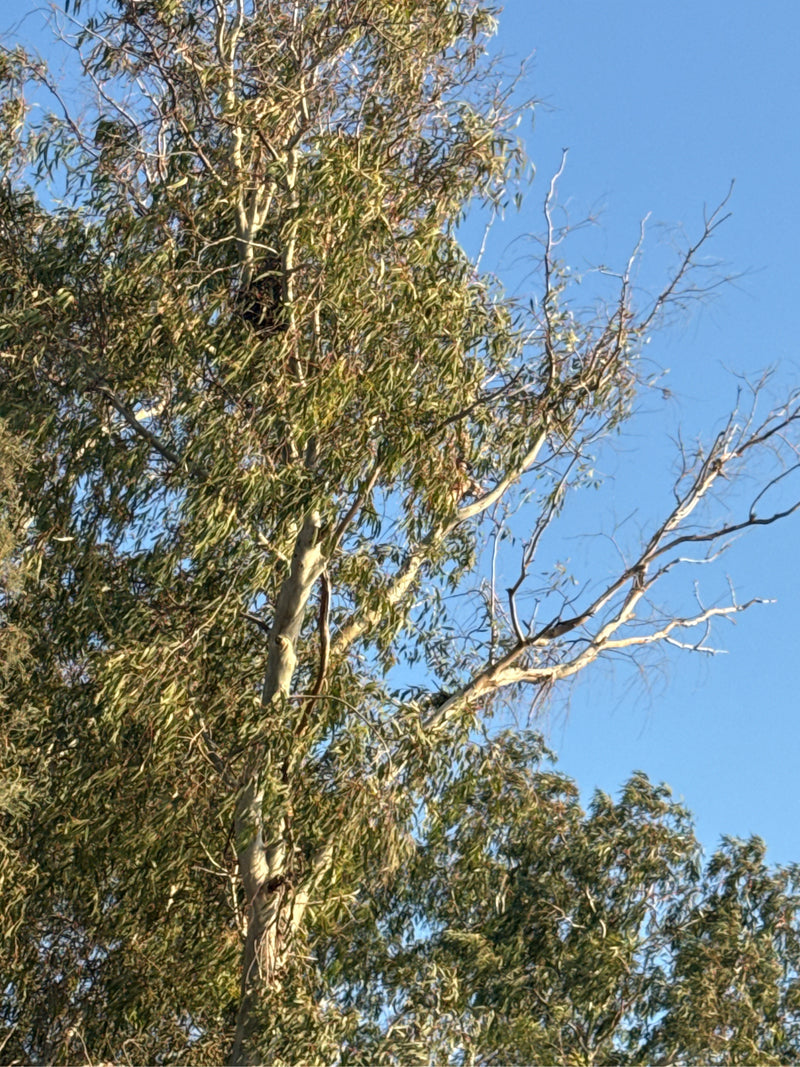 eucalyptus — Bild 4