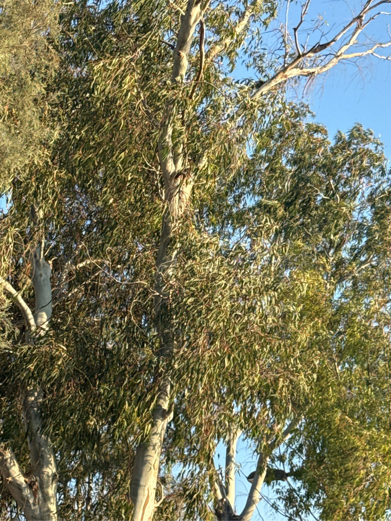 eucalyptus — Bild 3