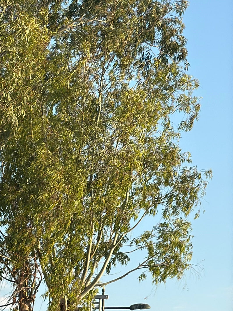eucalyptus — Bild 1
