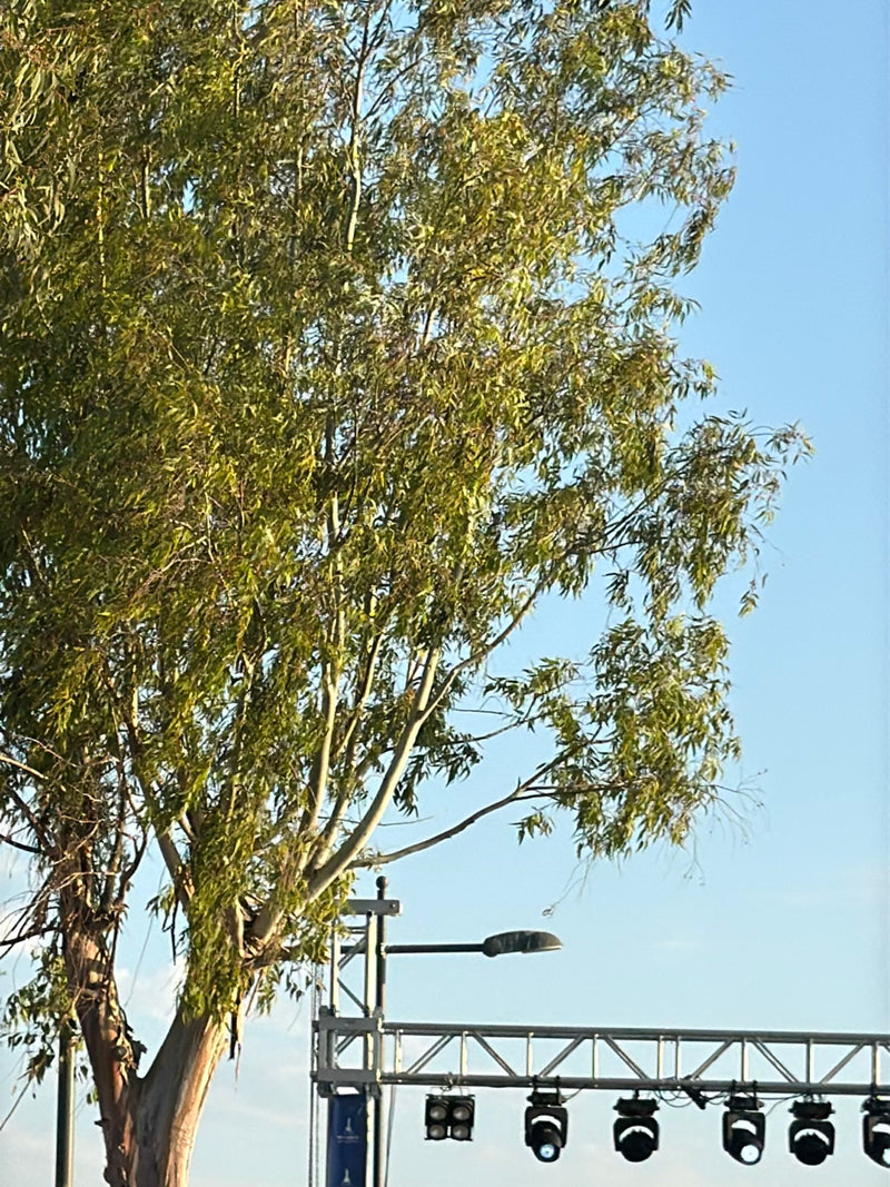 eucalyptus — Bild 2
