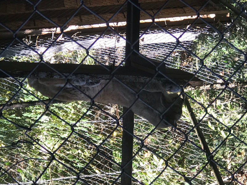Eurasischer Luchs — photo 1 sur 1