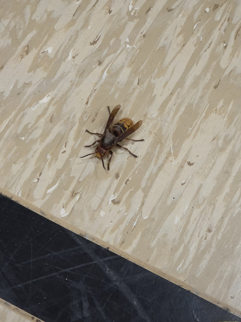 frelon — Bild 1