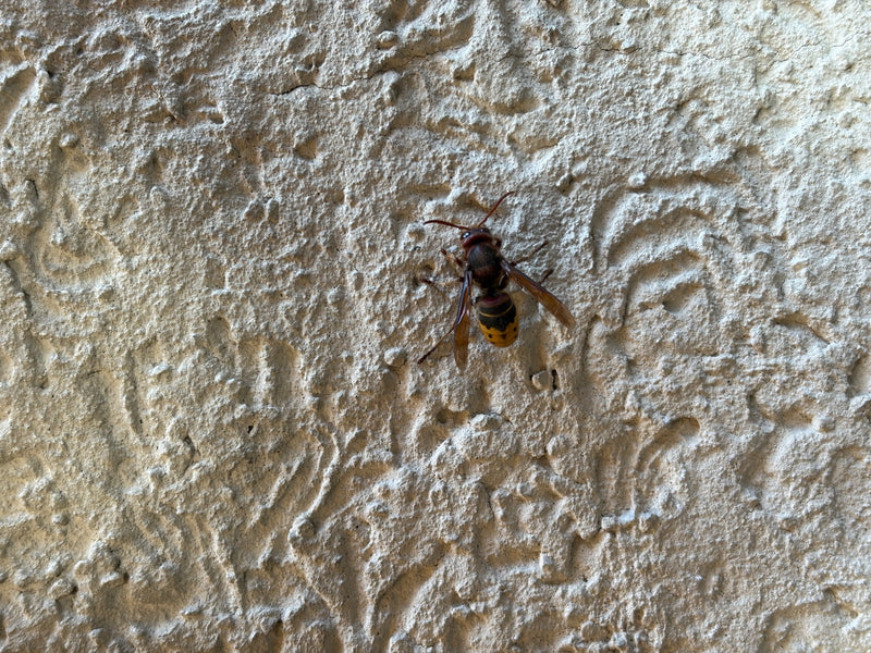 Un frelon est posé tranquillement sur le mur crépi clair d'une maison. Sa coloration typique brun rougeâtre et jaune-noir est bien visible.