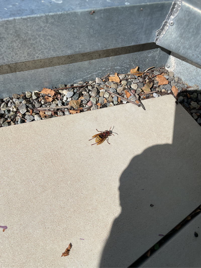 Un frelon européen est posé sur une dalle de pierre claire près d'un bord de gravier. L'insecte est bien visible.