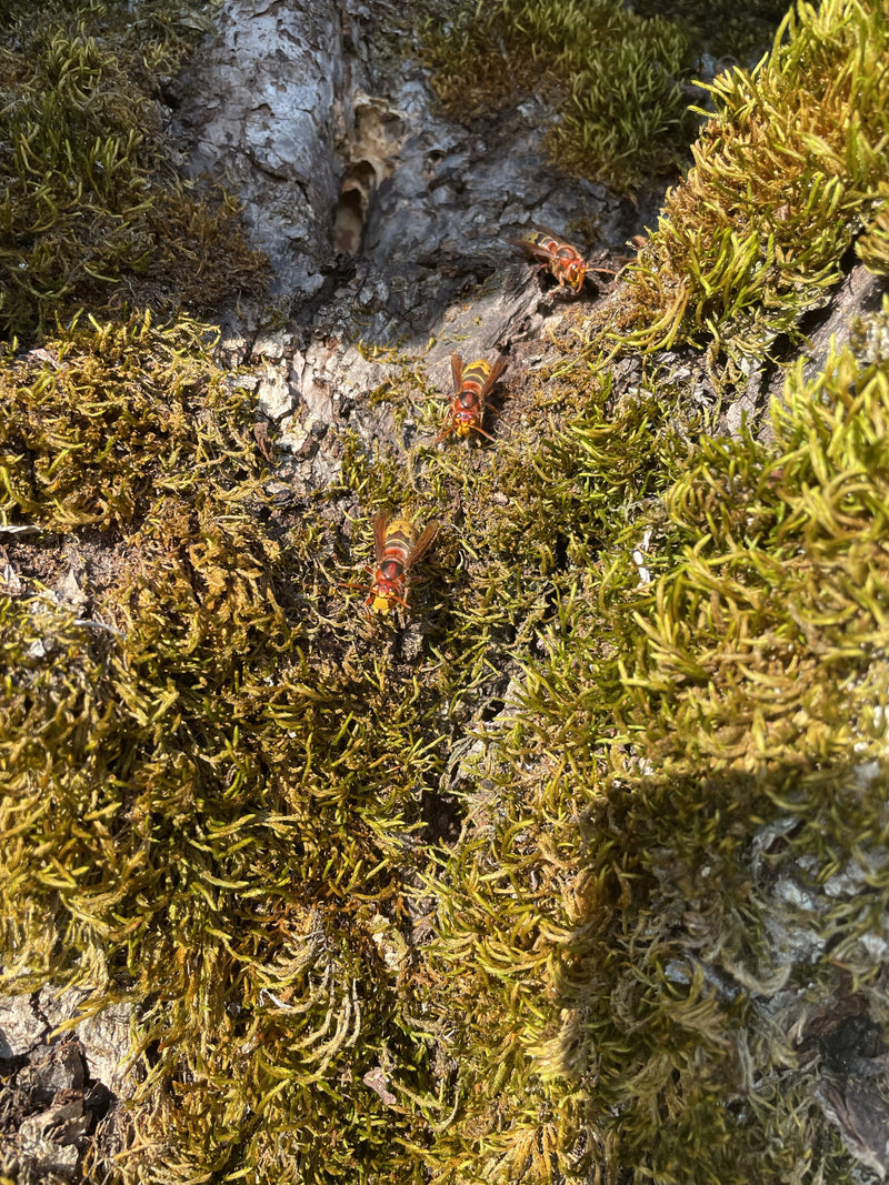 Trois frelons européens se déplacent sur un tronc d'arbre recouvert de mousse.