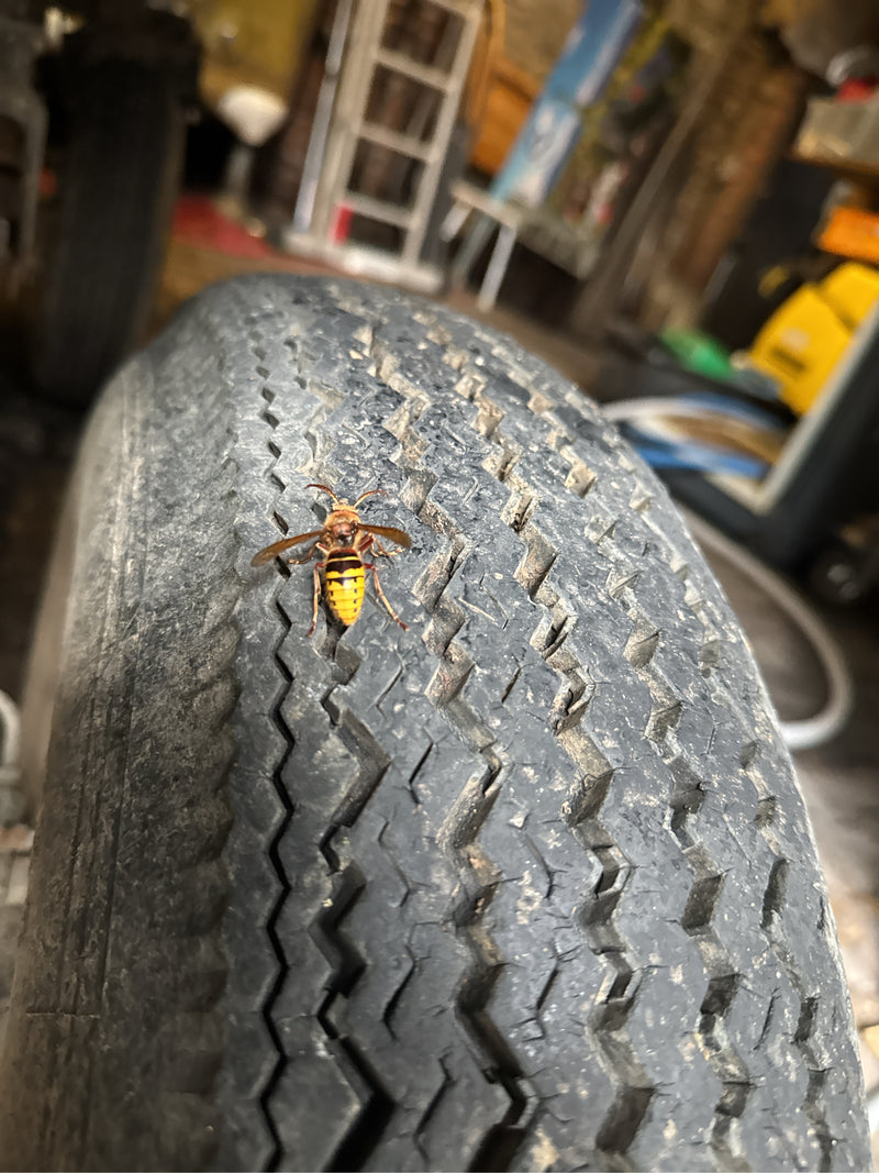 Un frelon est posé sur la bande de roulement d'un vieux pneu de voiture dans un atelier. L'insecte est bien visible et repose sur la surface en caoutchouc.