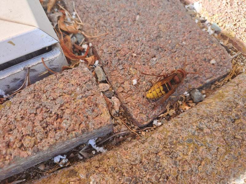 L'image montre un frelon posé sur des pavés en pierre rouge. La vue plongeante capture l'insecte dans son environnement naturel au sol.