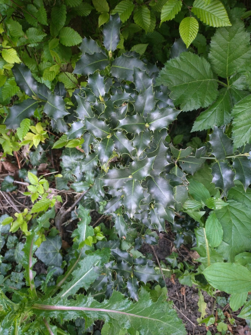 Houx — Bild 1