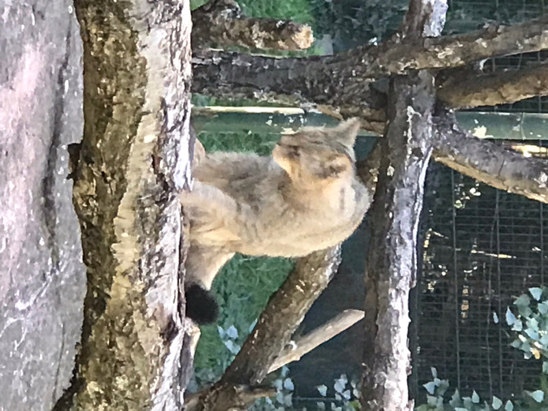 Europäische Wildkatze — photo 1 sur 1