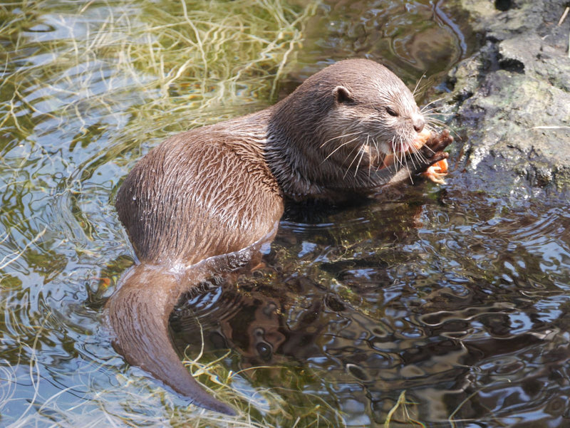 Loutre d'Europe — Bild 1