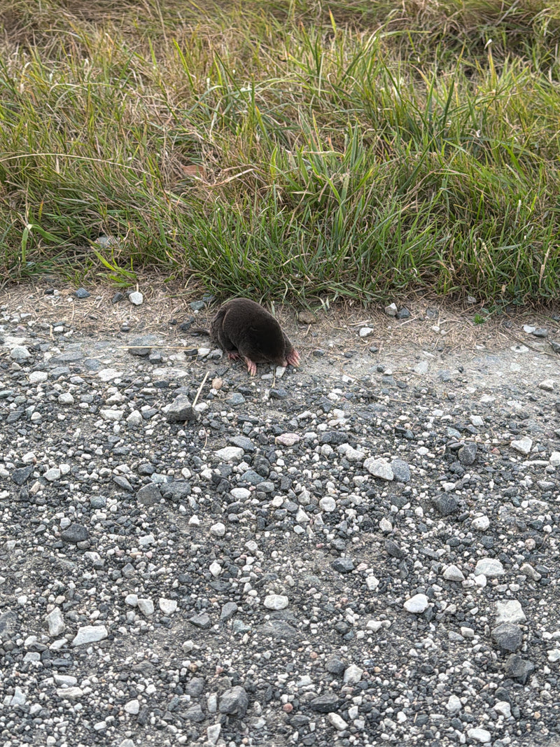 Une taupe européenne marche sur un chemin de gravier devant une prairie. L'animal est bien visible avec sa fourrure sombre et ses pattes avant caractéristiques.