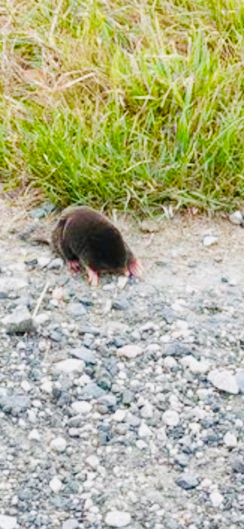 Une taupe d'Europe marche sur un sol de gravier devant une touffe d'herbe. Ses pattes antérieures caractéristiques sont bien visibles.