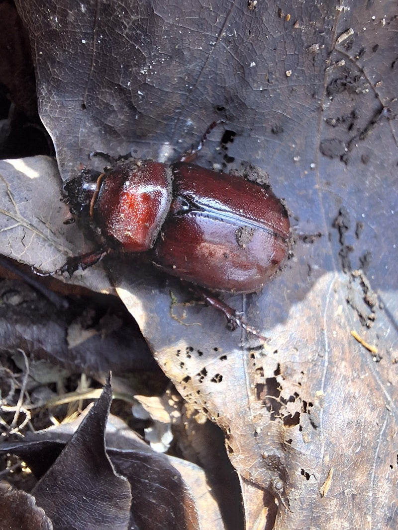 Coléoptère rhinocéros européen — Bild 2