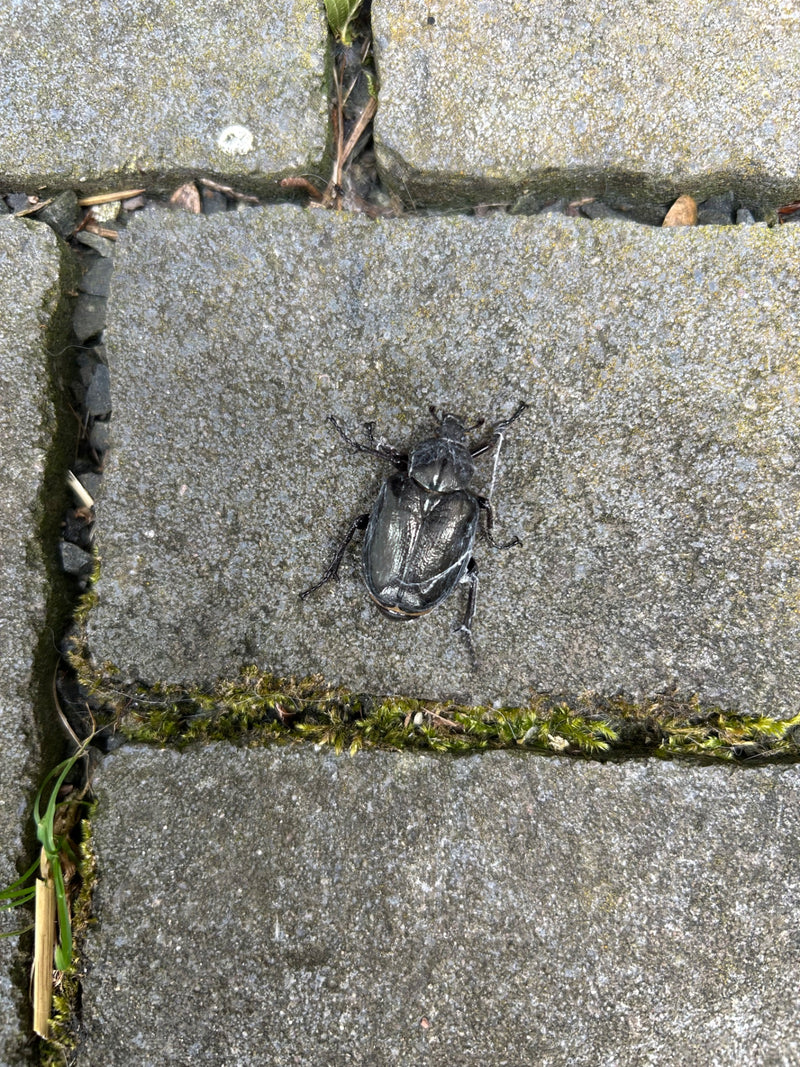 Coléoptère rhinocéros européen — photo 2 sur 21