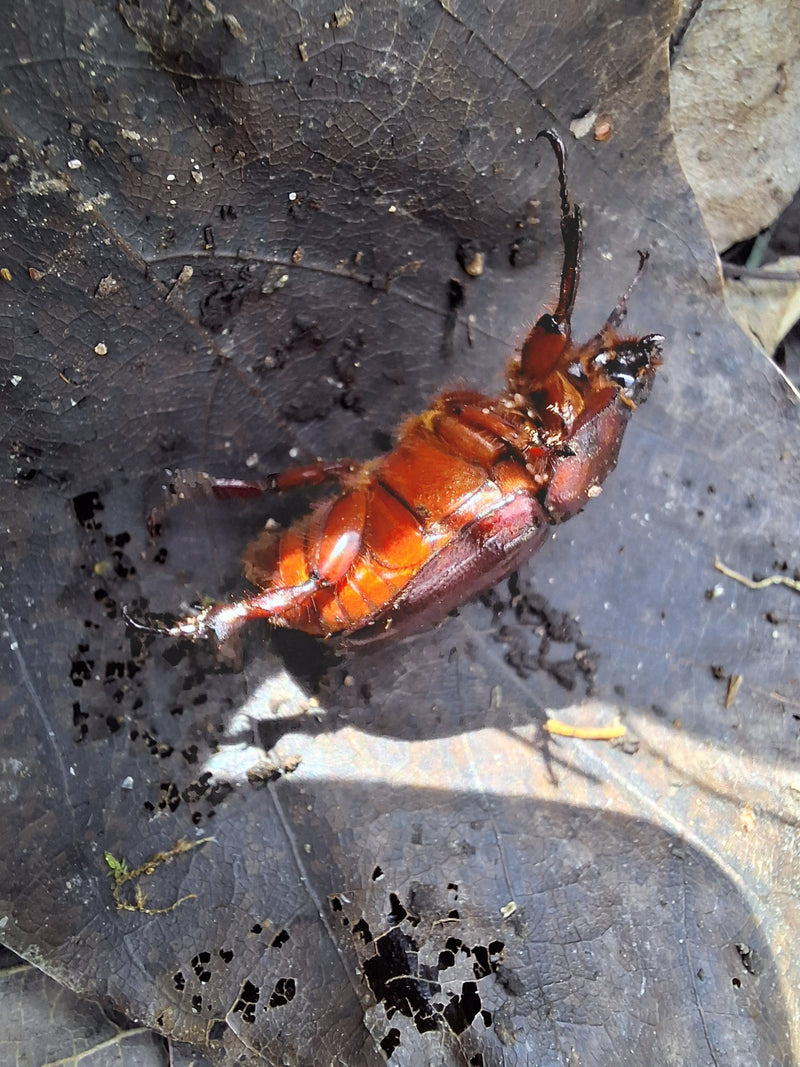 Coléoptère rhinocéros européen — Bild 4