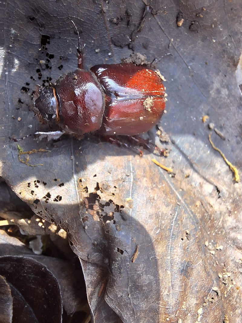 Coléoptère rhinocéros européen — Bild 3
