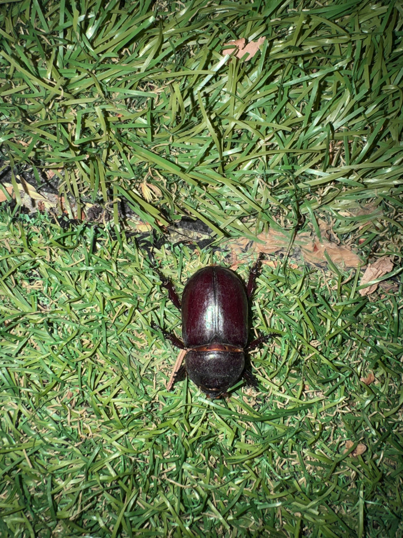 Coléoptère rhinocéros européen — Bild 1
