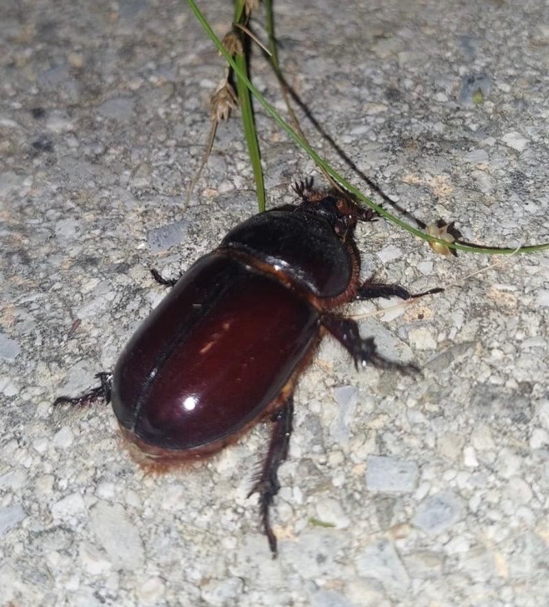 Coléoptère rhinocéros européen — Bild 5