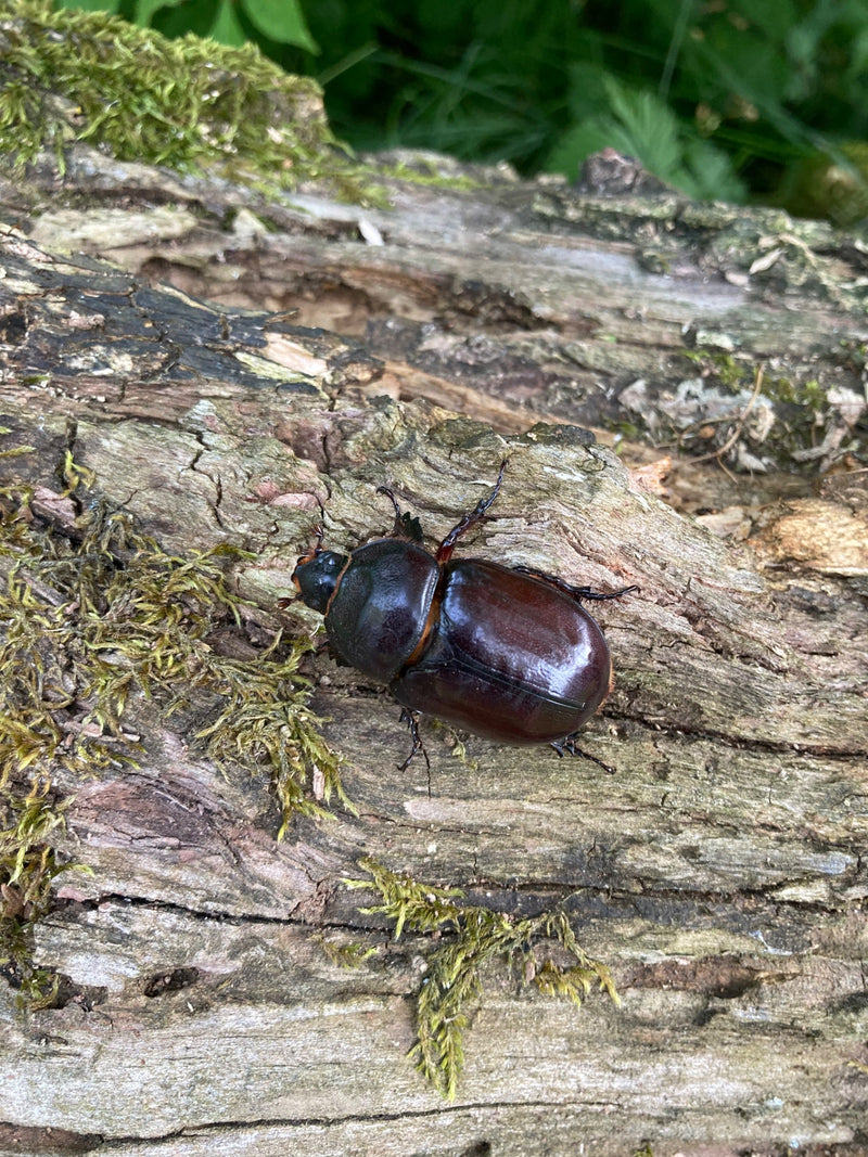 Coléoptère rhinocéros européen — photo 1 sur 21