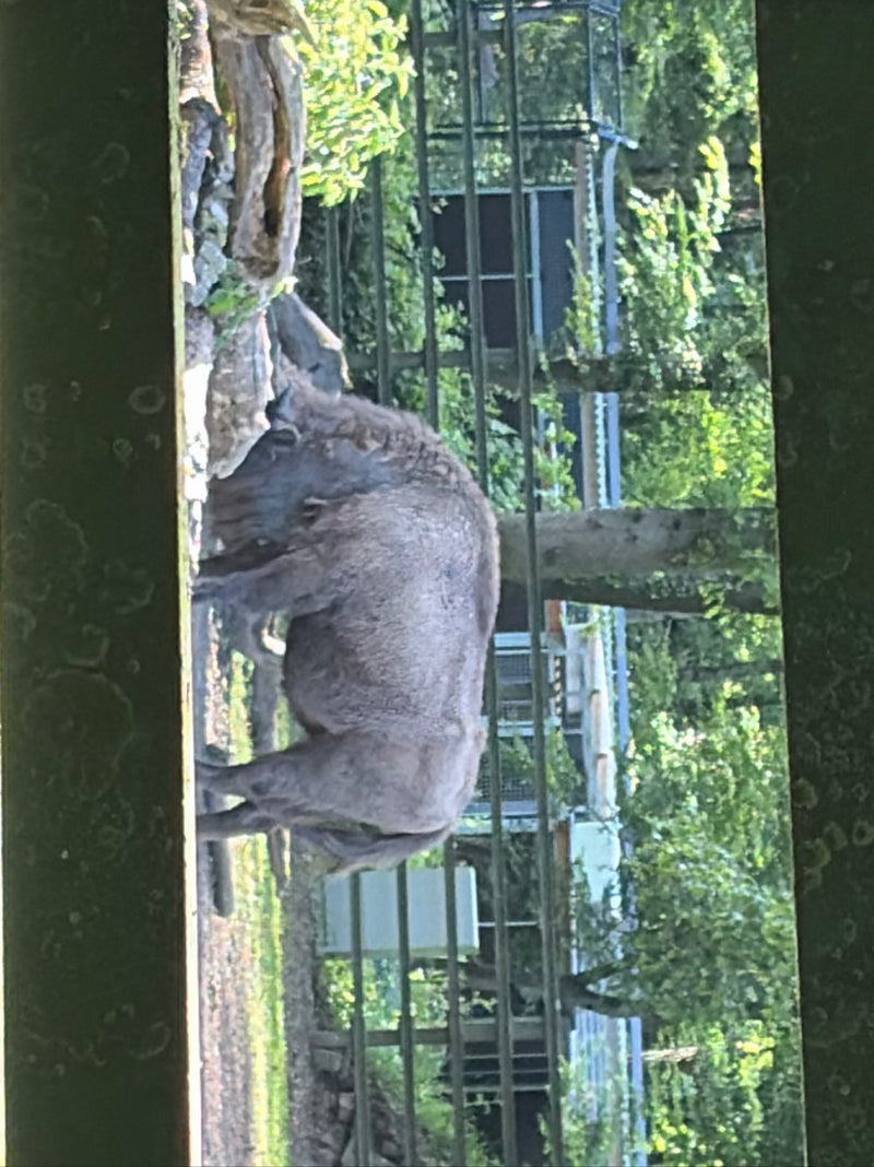 bisons d'Europe — Bild 1